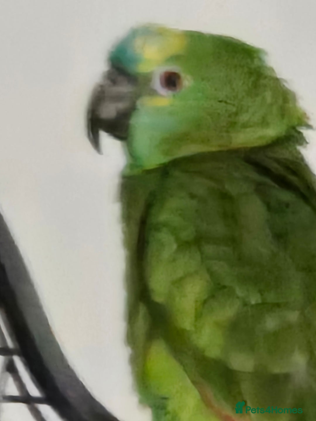 Parrots birds for sale: Blue fronted  amazon - Image 2