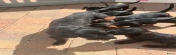 Miniature Dachshund dogs for sale: Home raised miniature wire haired dachshunds in Uttoxeter - Advert 12