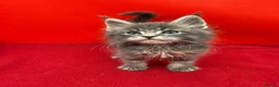 Maine Coon cats for sale:     Health Tested TICA Reg Maine Coon Kittens  - Advert 21