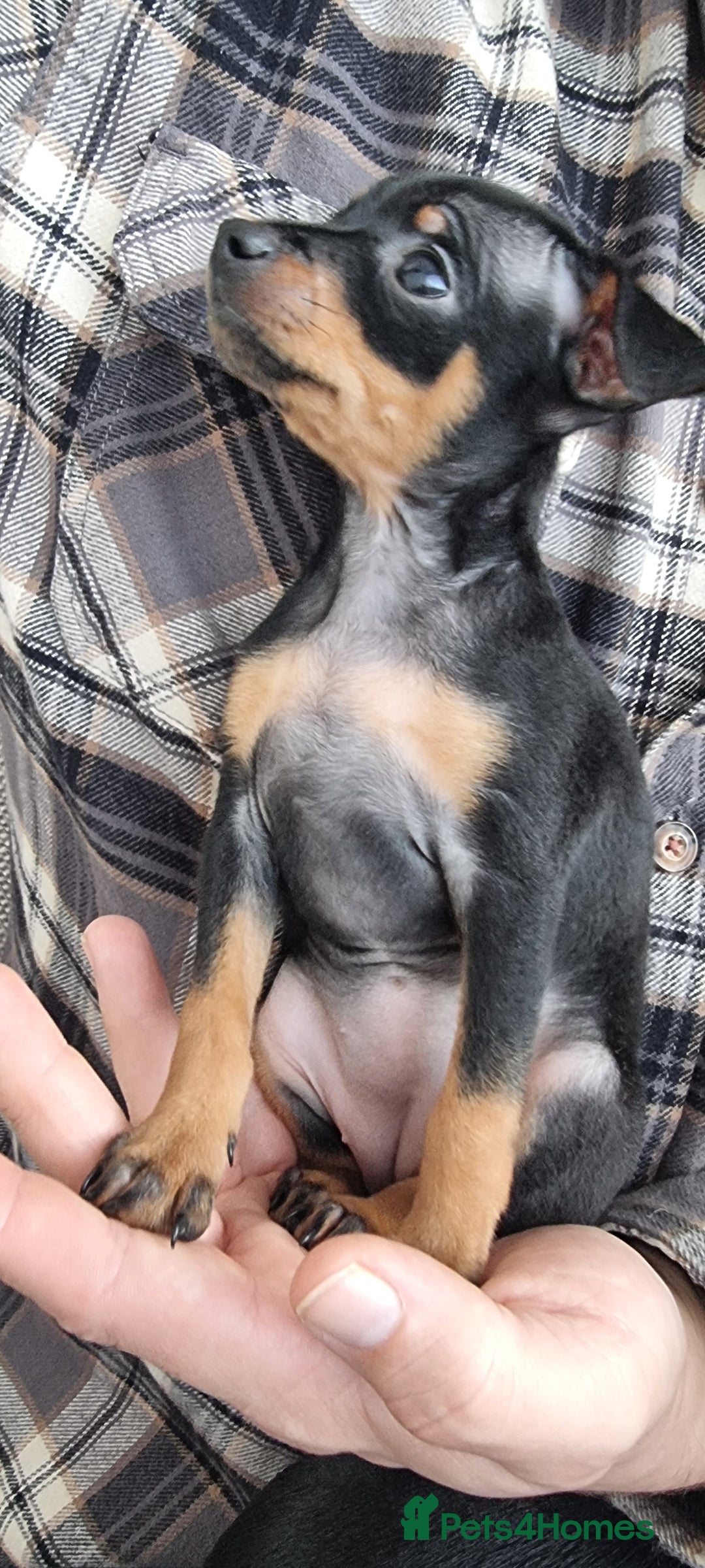 Miniature Pinscher dogs for sale: Pinscher miniatures  - Image 9