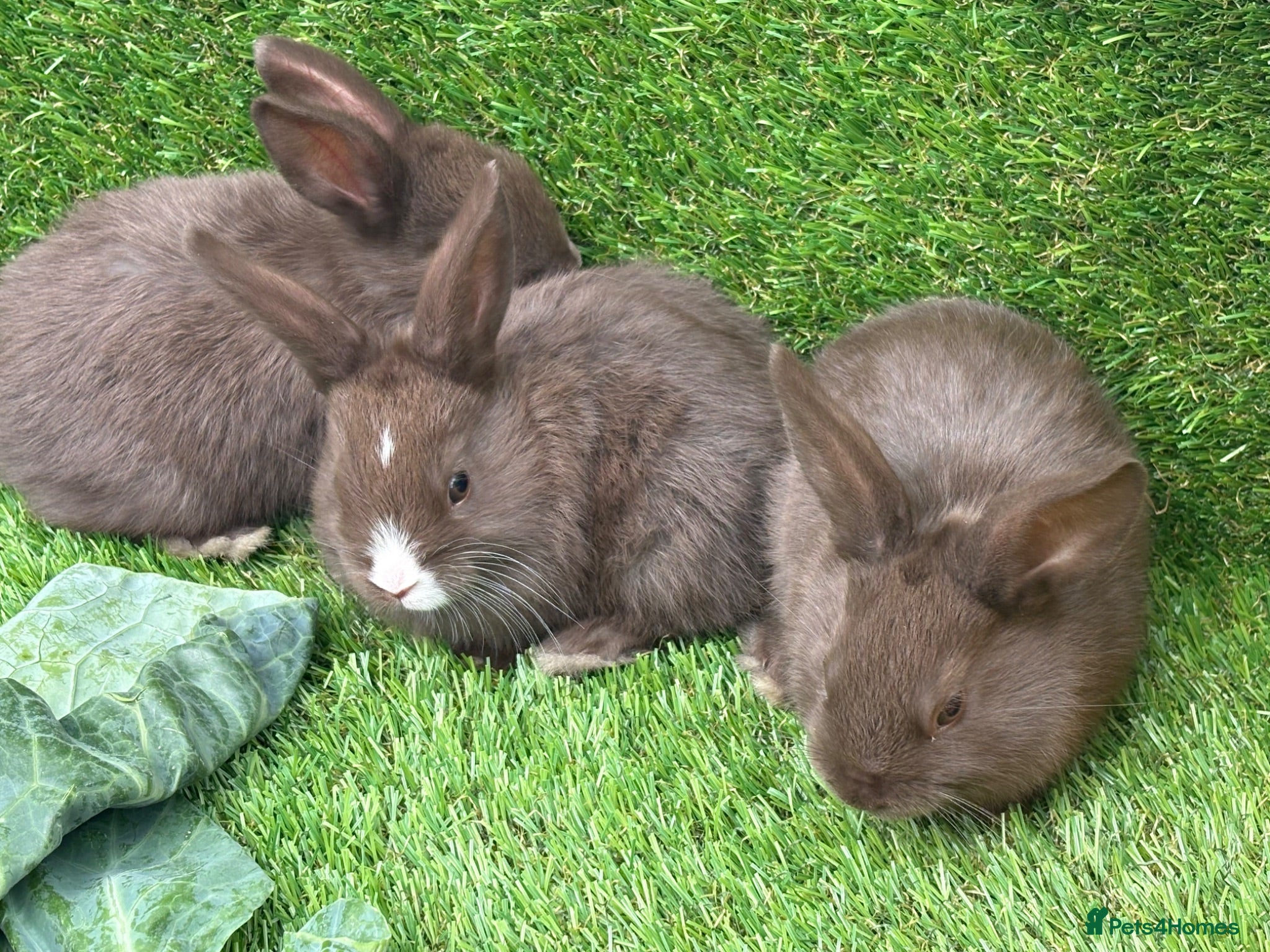 Mixed Breed rabbits Chocolate button baby’s  - Advert 2