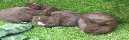Mixed Breed rabbits for sale: Chocolate button baby’s  - Advert 1