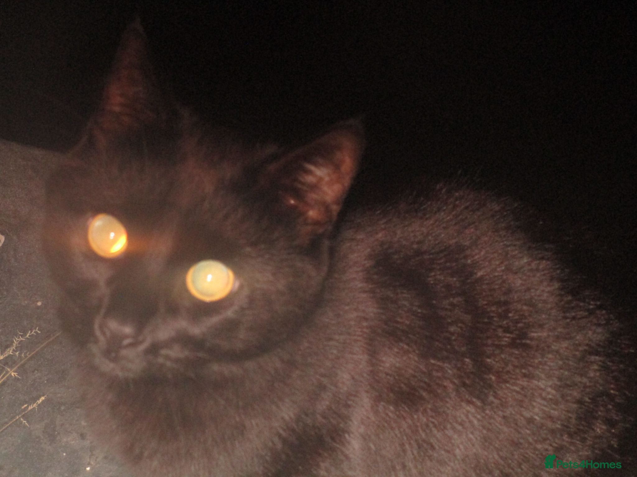British Shorthair cats 🐾 Adorable, Playful Bonded Black Kittens🐾 - Advert 6