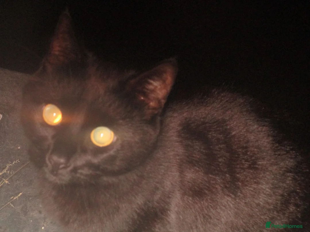 British Shorthair cats for sale: 🐾 Adorable, Playful Bonded Black Kittens🐾 - Advert 1