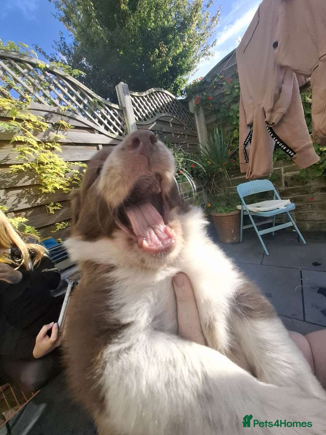 Border Collie dogs for sale: Red and white border collie/Sheepdog Pups - Image 32