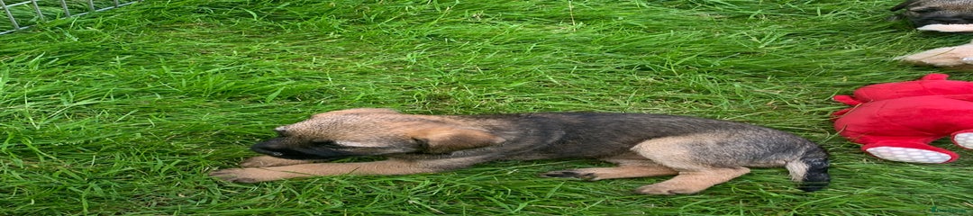 Border Terrier Puppy KC registered. 