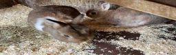 Netherland Dwarf rabbits for sale: Cute and cuddly Netherland Dwarf bunnies - Advert 10