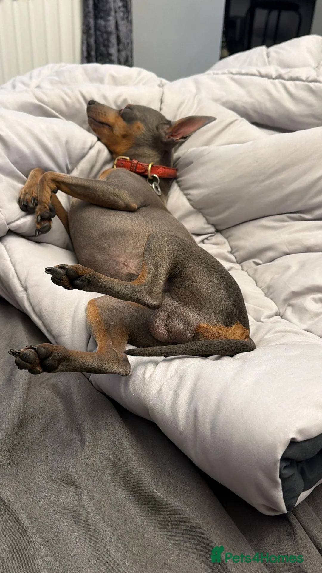 Miniature Pinscher dogs for stud: Miniture Pinscher Blue & Tan Stud - Advert 2