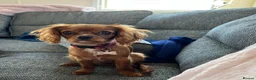 Cavalier King Charles Spaniel dogs for sale: 1-Year-Old Cavalier King Charles Spaniel – Coco in Ashford - Advert 18