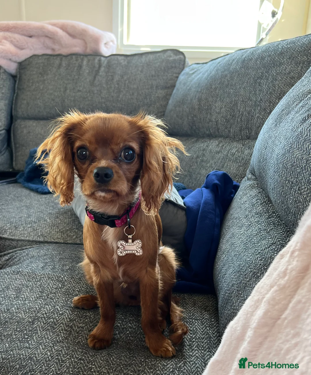 Cavalier King Charles Spaniel dogs for sale: 1-Year-Old Cavalier King Charles Spaniel – Coco in Ashford - Advert 18