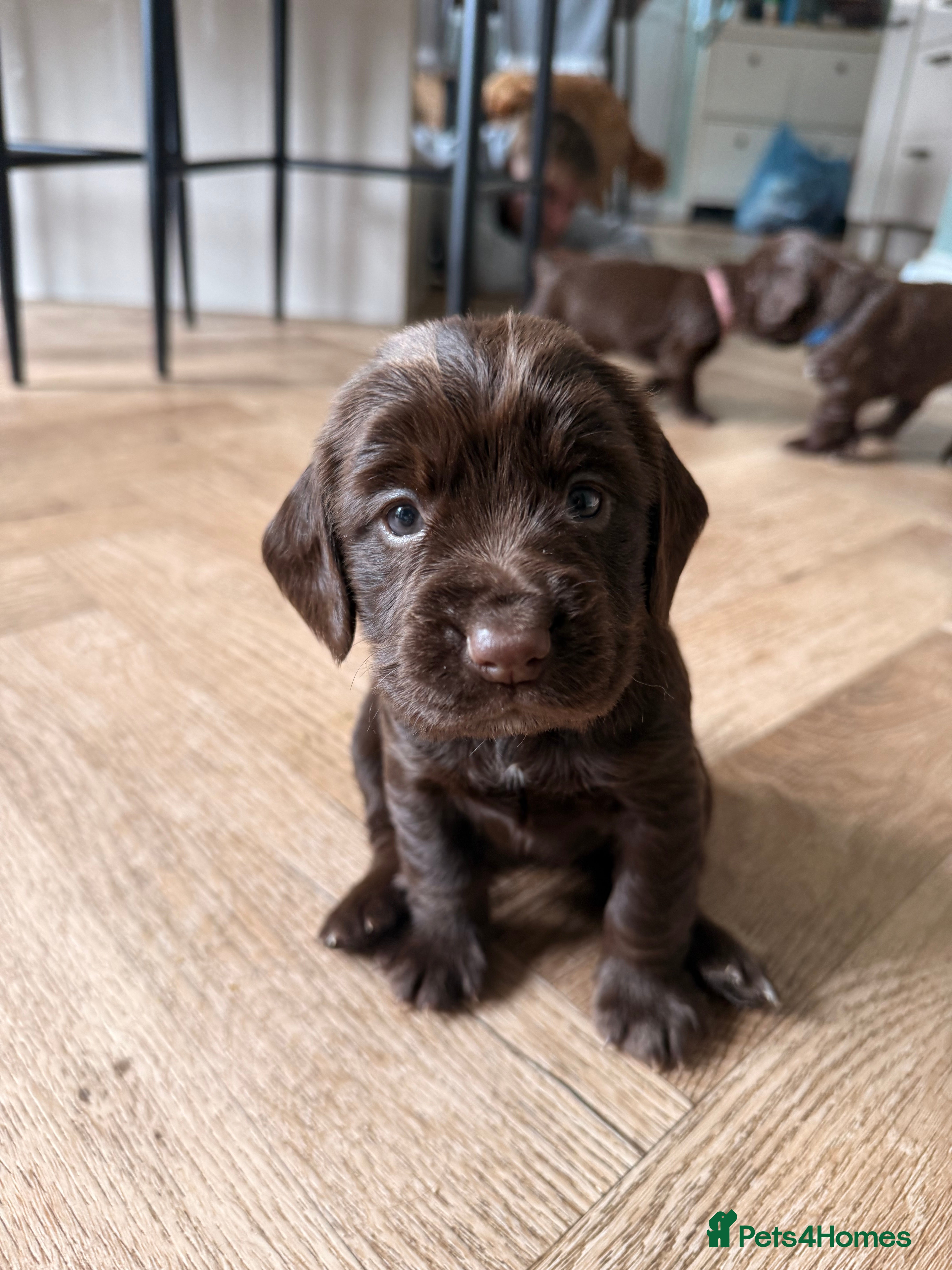 Cocker Spaniel dogs Cocker Spaniel Puppies - working type - Advert 6
