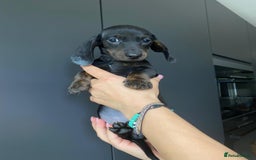 Dachshund dogs for sale: Miniature dachshund puppies - Image 4