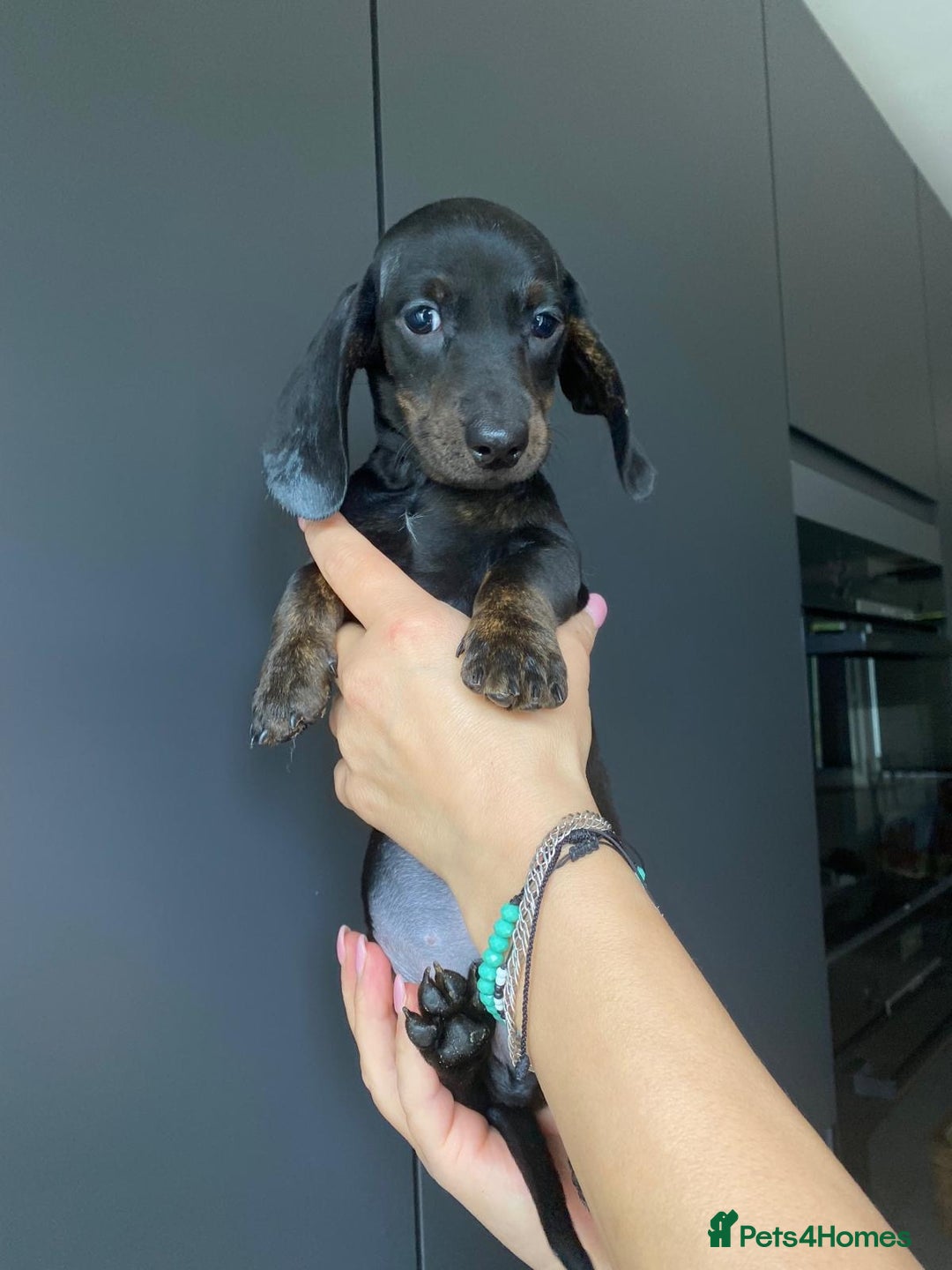 Dachshund dogs for sale: Miniature dachshund puppies - Image 4