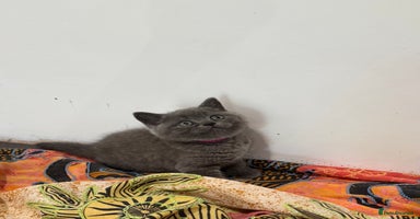 British Shorthair cats - Advert 4