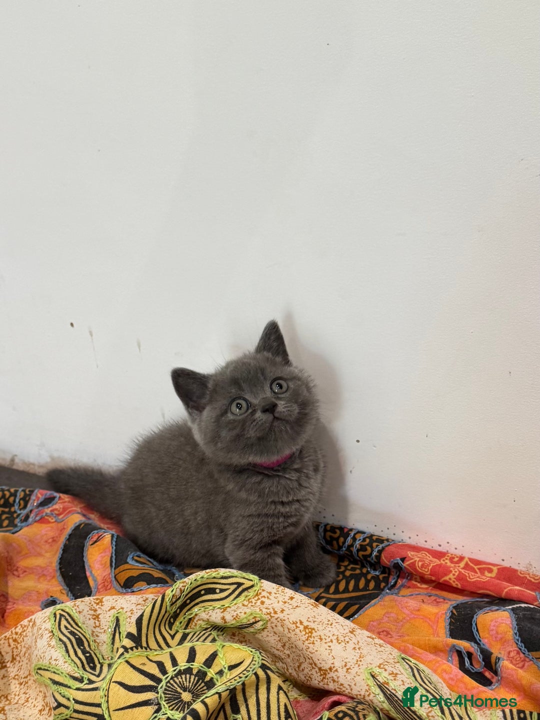 British Shorthair cats for sale: 5 Star BSH Litter GCCF Registered  - Image 2