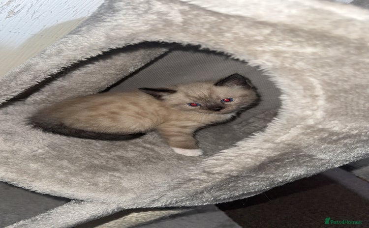 Mixed Breed cats 4 Male Kittens Available - Advert 1