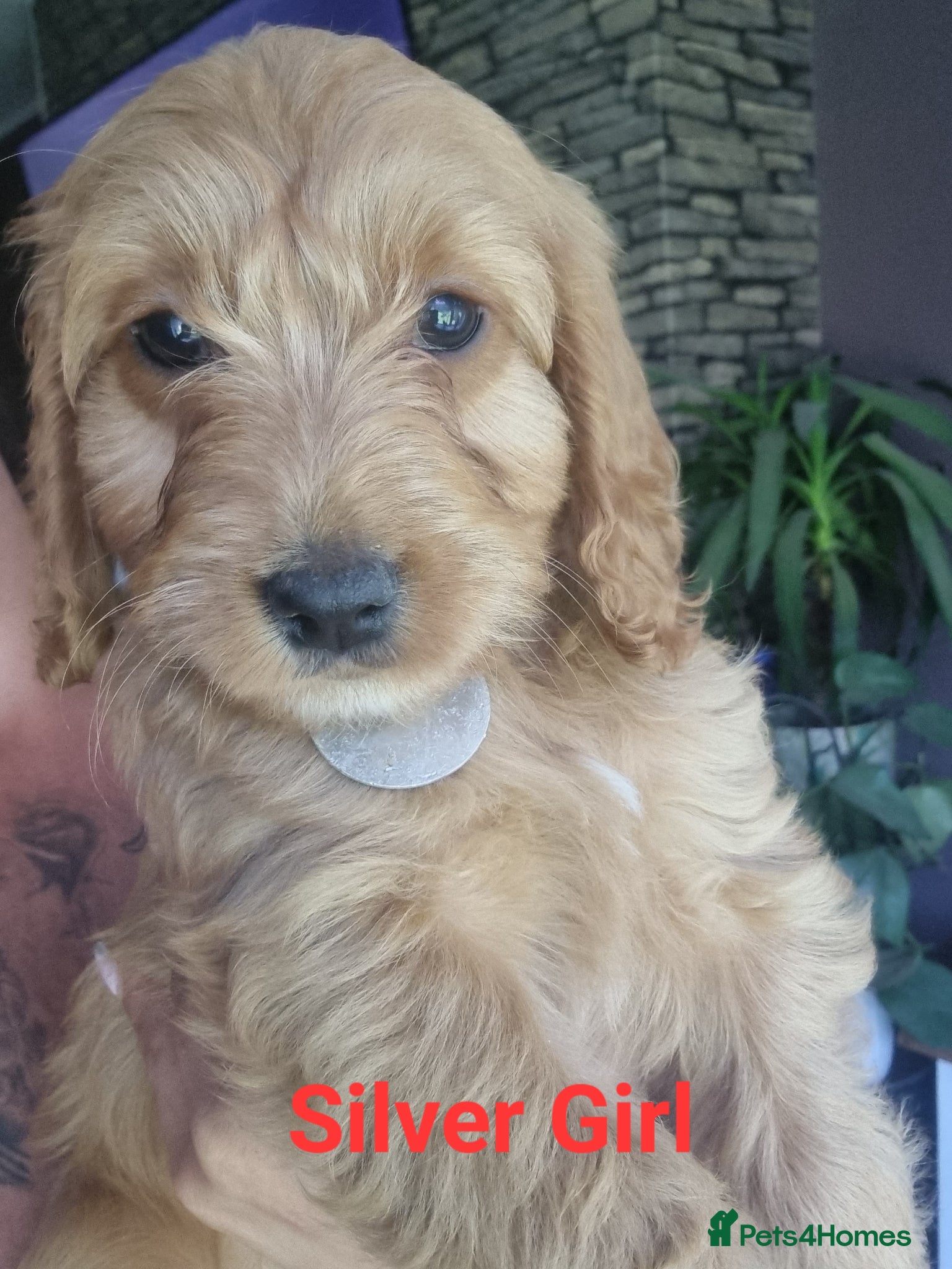 Cockapoo dogs 🩷💙💛Cockapoo🩵💜💚 - Advert 1