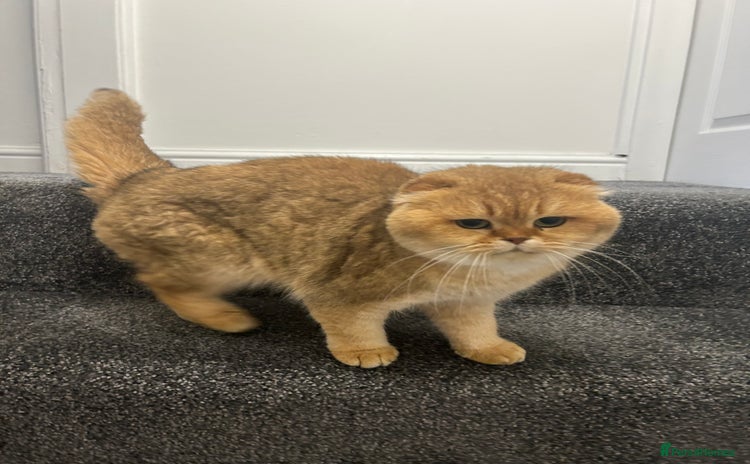 Scottish Fold cats - Advert 2