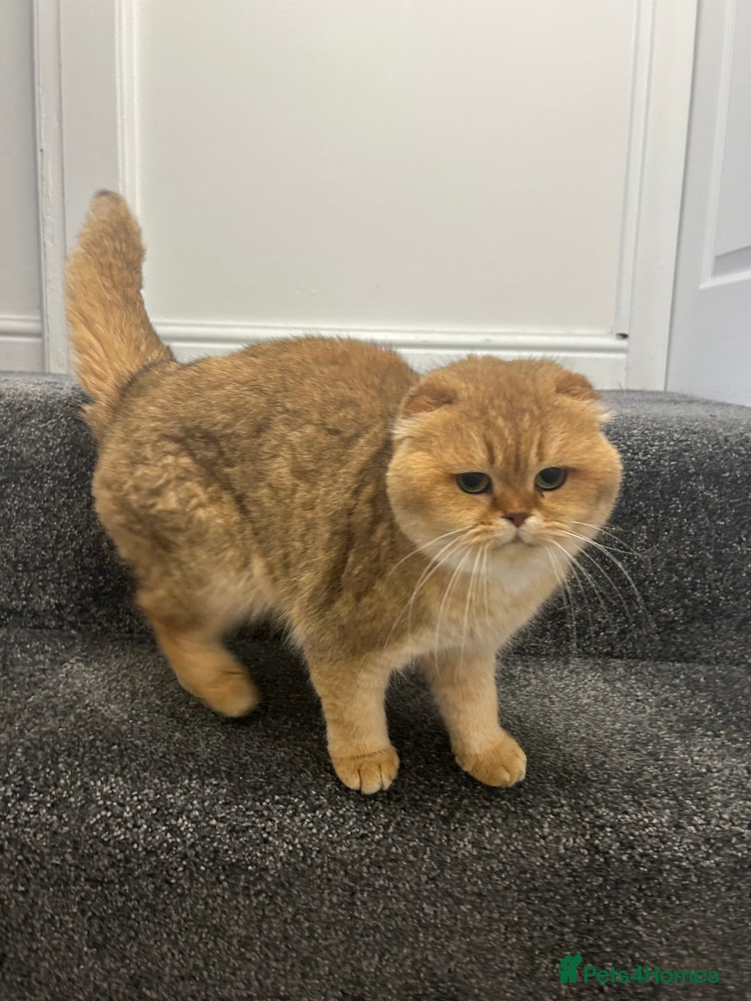 Scottish Fold cats for sale: Lovely Scottish fold female for rehoming - Image 1