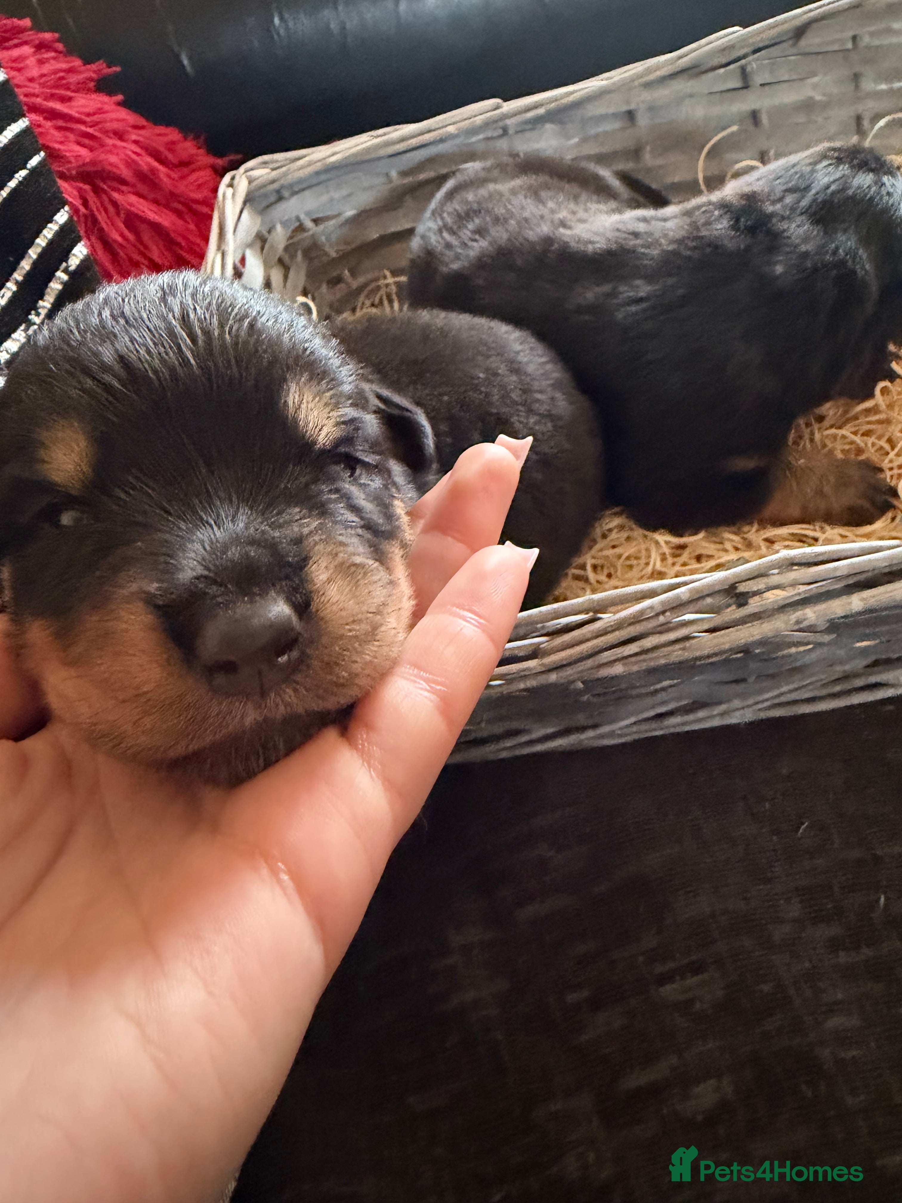 Rottweiler dogs 14 Gorgeous Rottweiler puppies for sale - Advert 2