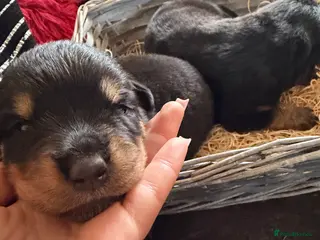 Rottweiler dogs 14 Gorgeous Rottweiler puppies for sale - Advert 2