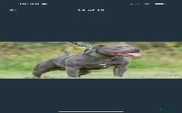 Staffordshire Bull Terrier dogs for sale: KC Registered Staffordshire Bull Terrier Puppies - Image 15