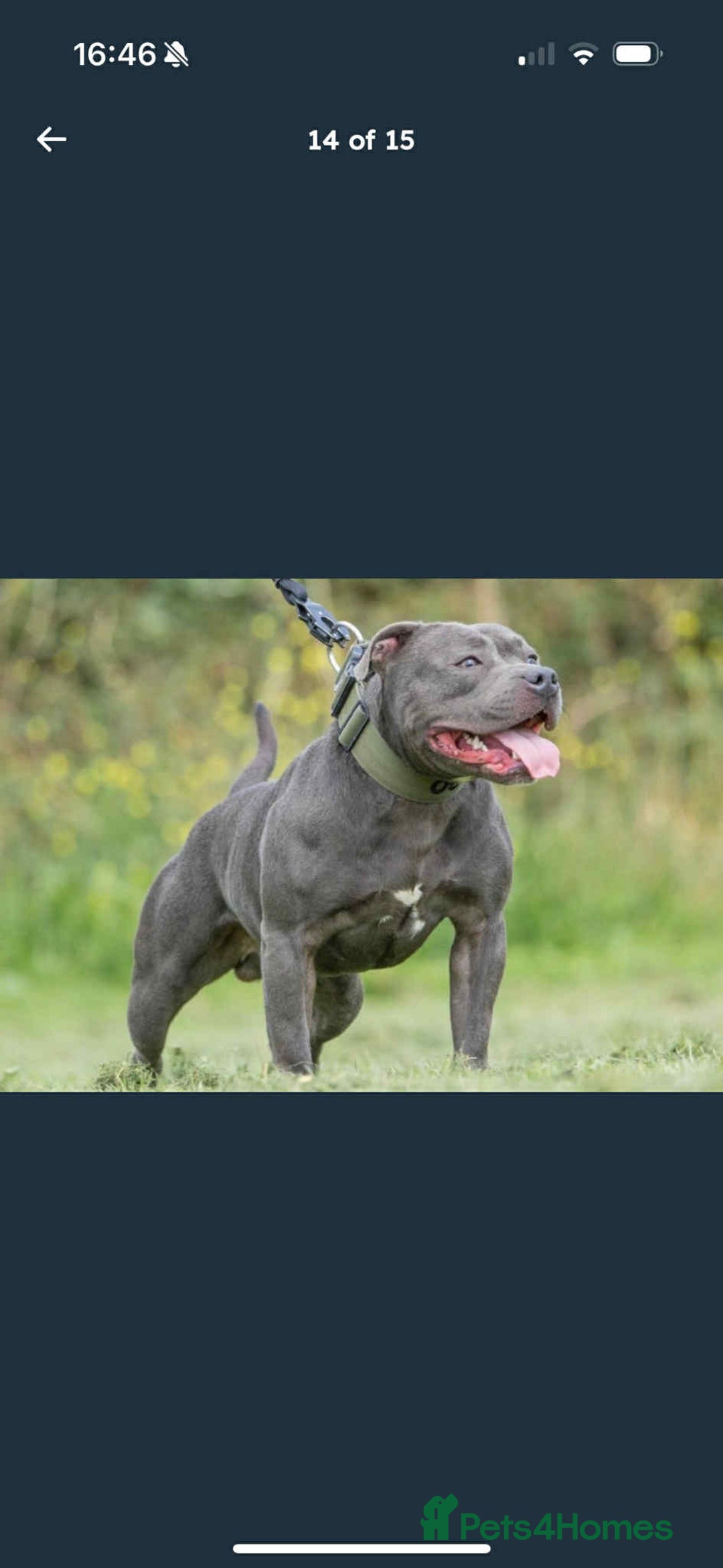 Staffordshire Bull Terrier dogs for sale: KC Registered Staffordshire Bull Terrier Puppies - Image 15