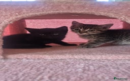 Bengal cats for sale: Beautiful Female Kittens - Image 8
