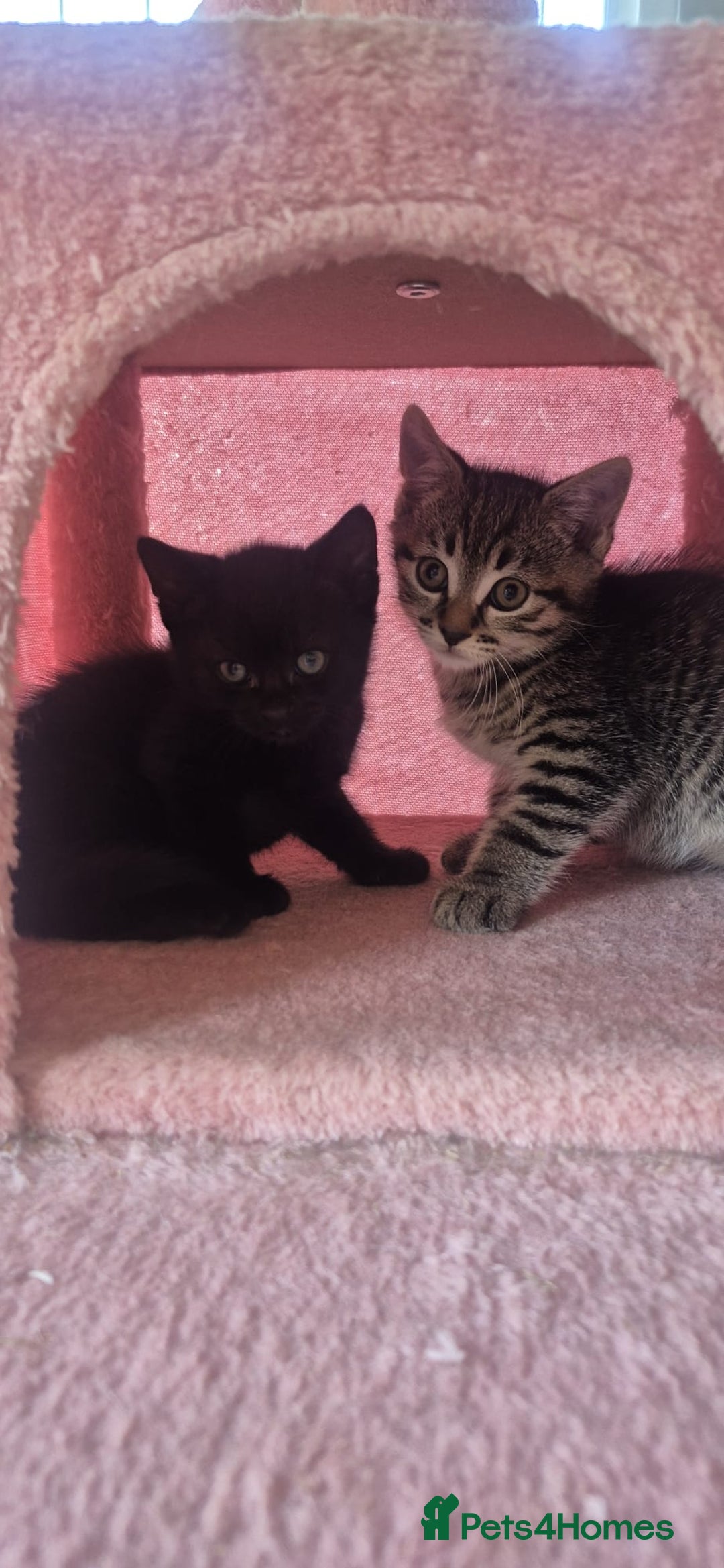 Bengal cats for sale: Beautiful Female Kittens - Image 8