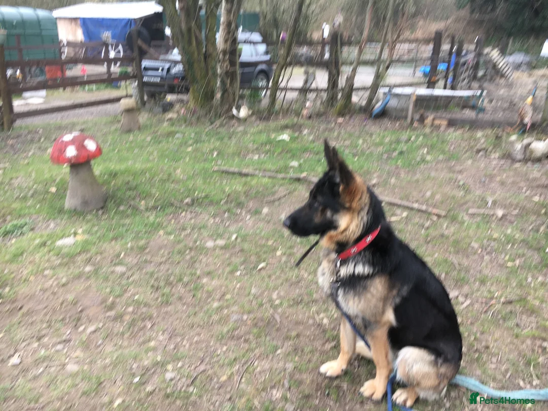 German Shepherd dogs for sale: Strong beautiful playful puppies  - Advert 31