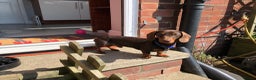 Dachshund dogs for stud: 4kg KC tiny expert Stud Oldham 100% successrecord  in Rochdale - Advert 7