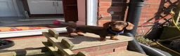 Dachshund dogs for stud: 4kg KC tiny expert Stud Oldham 100% successrecord  in Rochdale - Advert 7