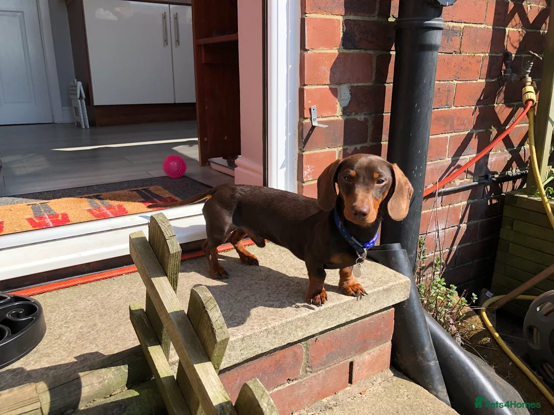 Dachshund dogs for stud: 4kg KC tiny expert Stud Oldham 100% successrecord  in Rochdale - Advert 7