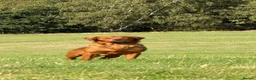 Golden Retriever dogs for stud: Kc registered dark red stud dog  - Advert 4