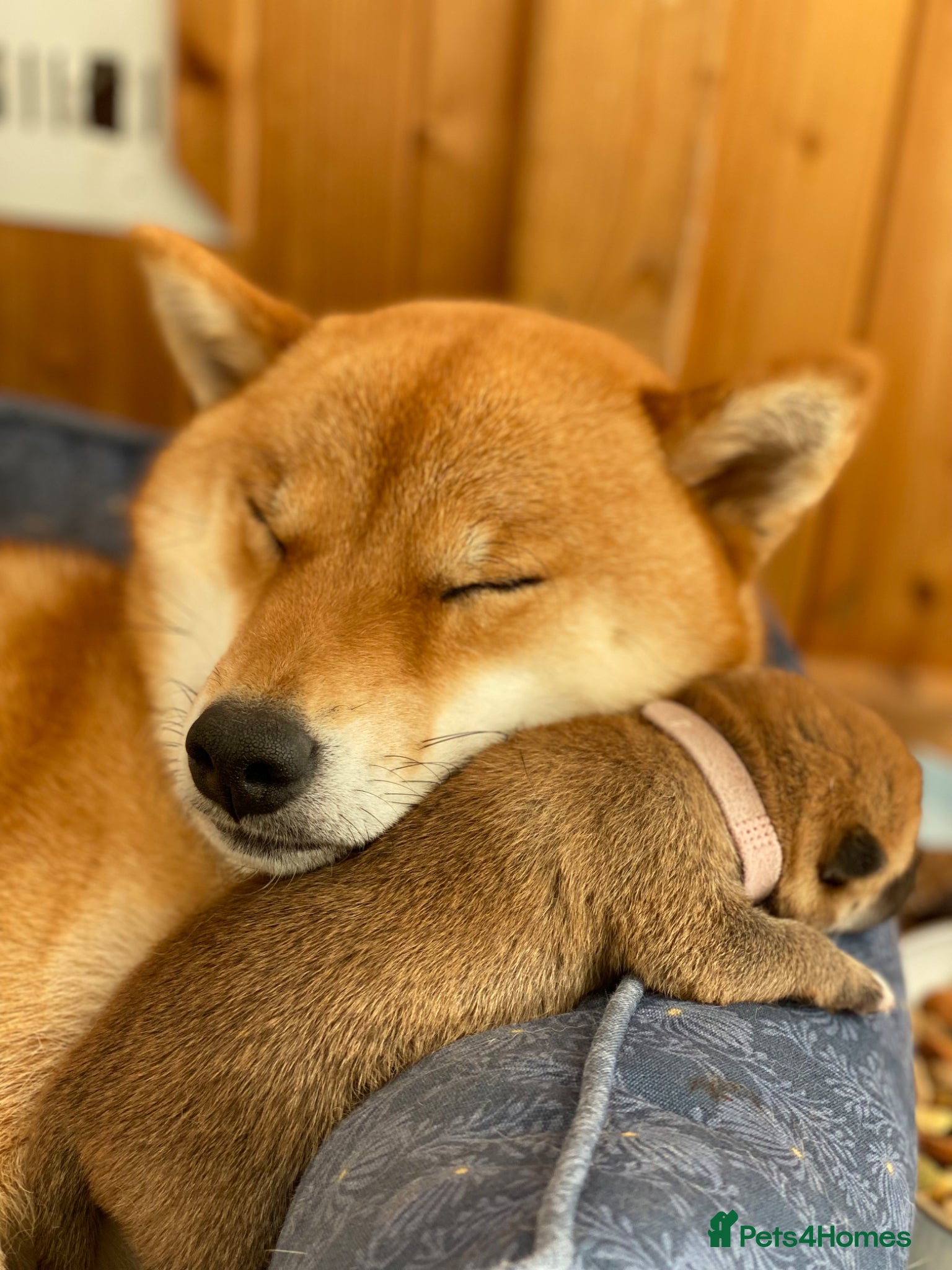 Japanese Shiba Inu dogs Clear DNA red Shiba Inu puppy champion parents - Advert 2