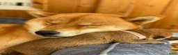 Japanese Shiba Inu dogs for sale: Clear DNA red Shiba Inu puppy champion parents - Advert 12