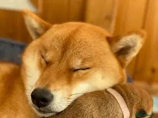 Japanese Shiba Inu dogs Clear DNA red Shiba Inu puppy champion parents - Advert 2