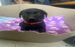 Labrador Retriever dogs for sale: KC Registered working Labrador puppies - Image 37