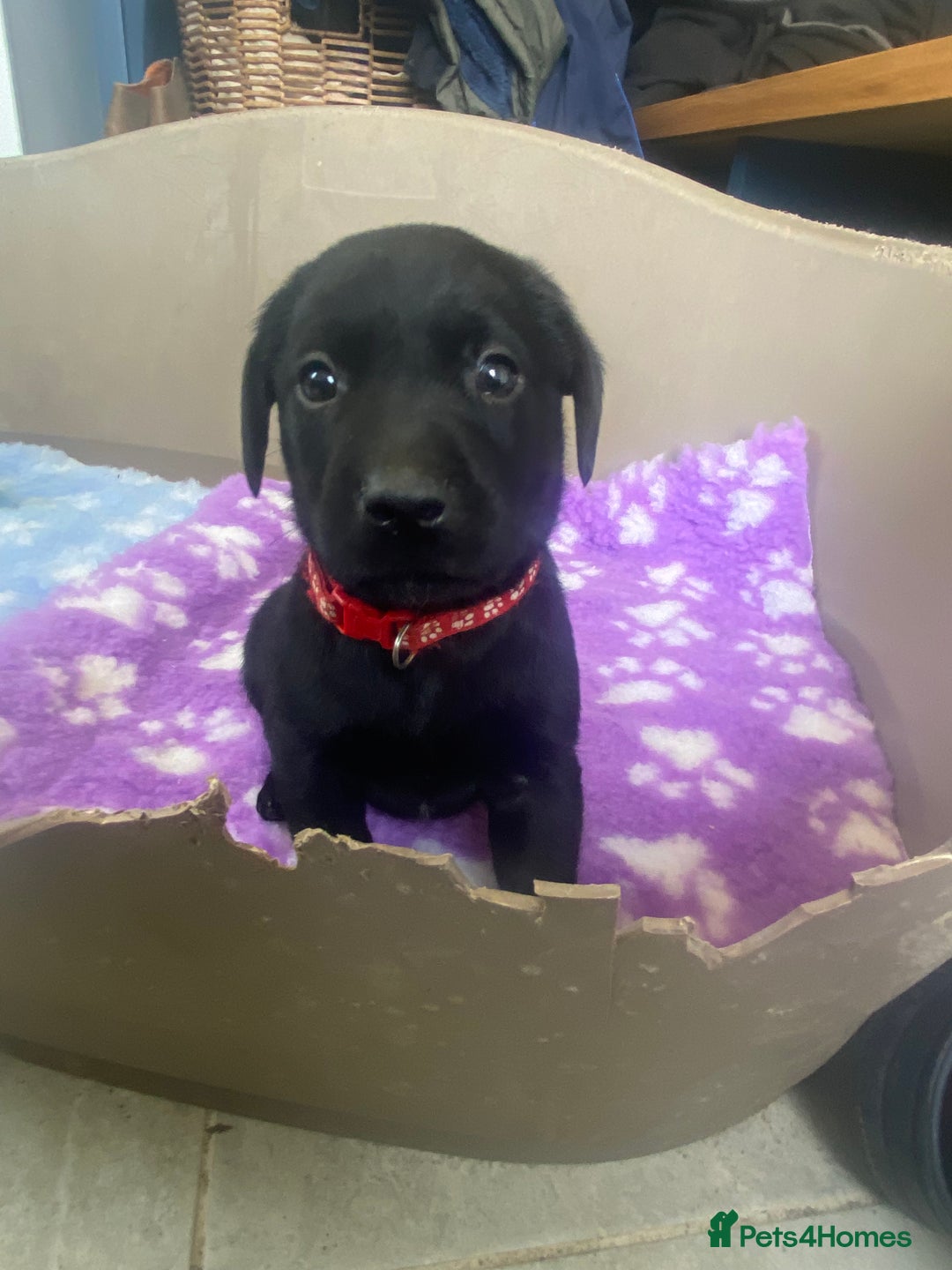 Labrador Retriever dogs for sale: KC Registered working Labrador puppies - Image 37