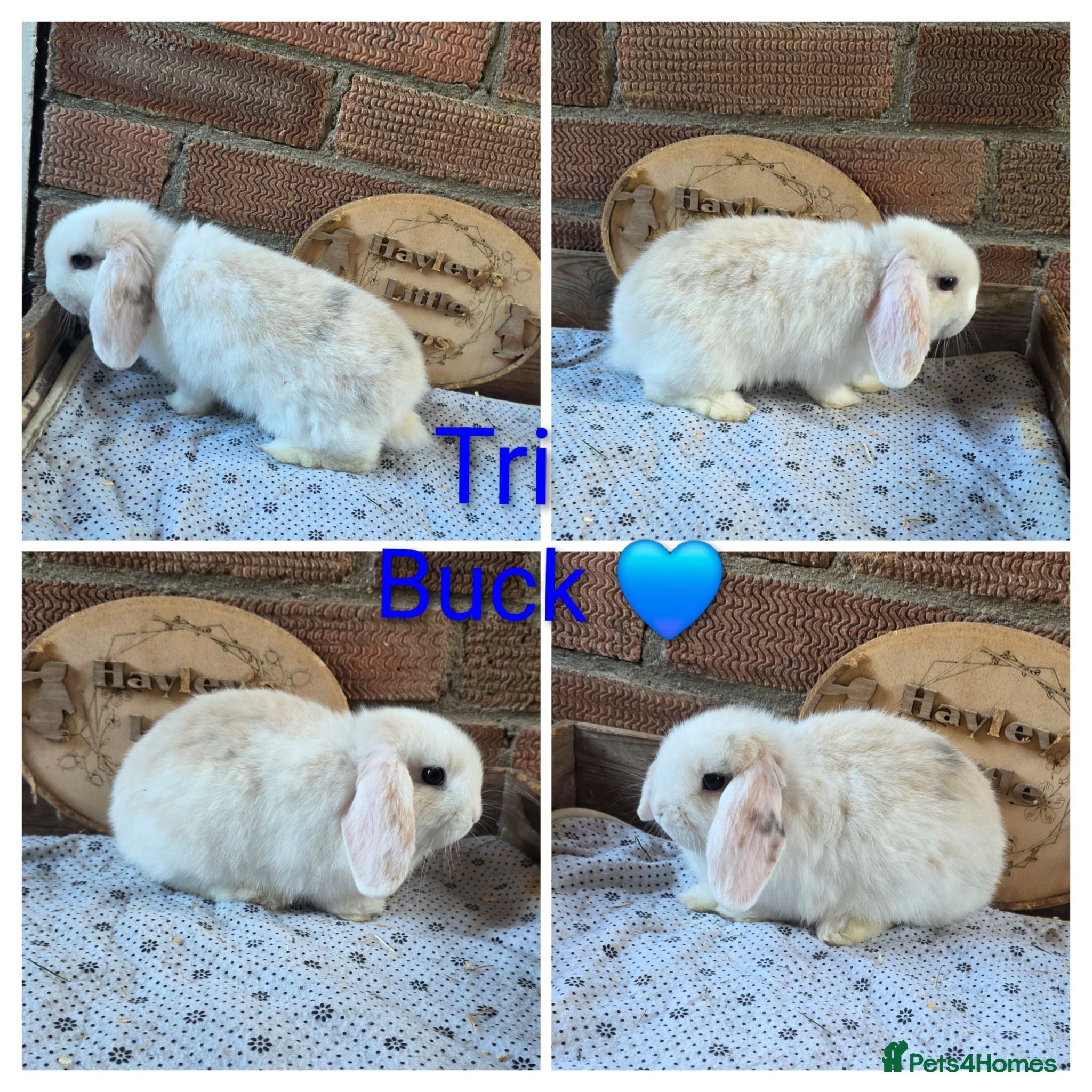 Mini Lop rabbits READY NOW Gorgeous pure breed mini lops  - Advert 1