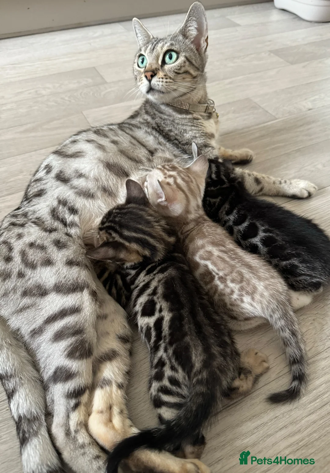 Bengal cats for sale: Bengal Kittens For Sale (3 Left) - Advert 38