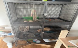 Ferret rodents for sale: A micro and half micro ferret - Image 3