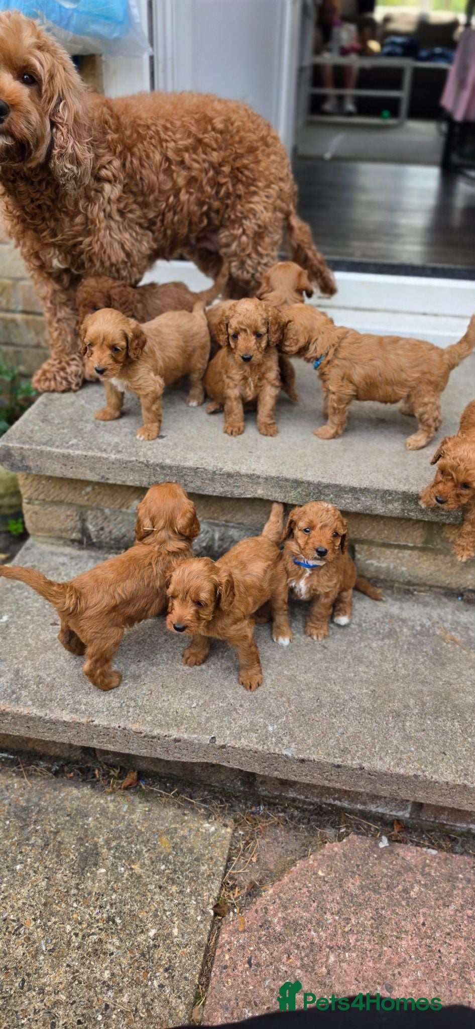 Cavapoo dogs Cavapoo puppies  - Advert 1