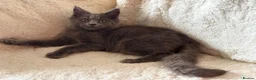 Maine Coon cats for sale: Maine coon kittens fluffy cuddly kittens - Advert 7