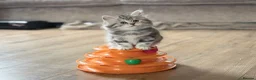 British Longhair cats for sale: RARE GCCF reg PKD Clear BLH Silver Tabby Kittens - Advert 4
