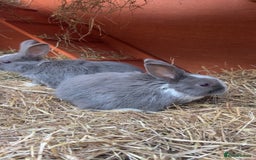Mini Lop rabbits for sale: Grey and white babies for sale  - Image 2