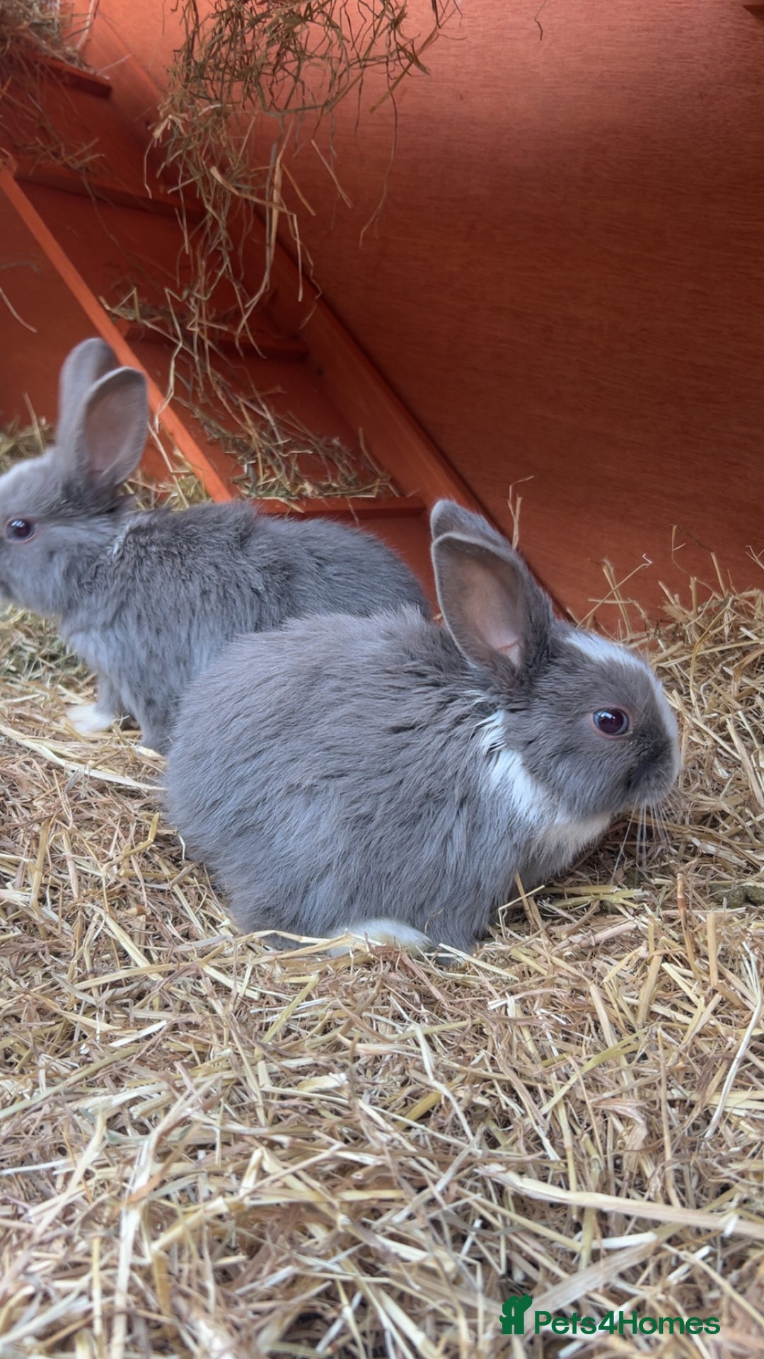 Mini Lop rabbits for sale: Grey and white babies for sale  - Image 2