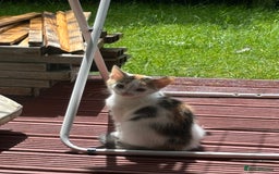 Mixed Breed cats for sale: Adorable little kitten ready to be collected - Image 2