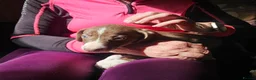 Mixed Breed dogs for sale: Bedlington whippet greyhound  - Advert 3