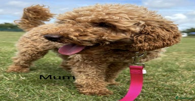 Miniature Poodle dogs - Advert 5